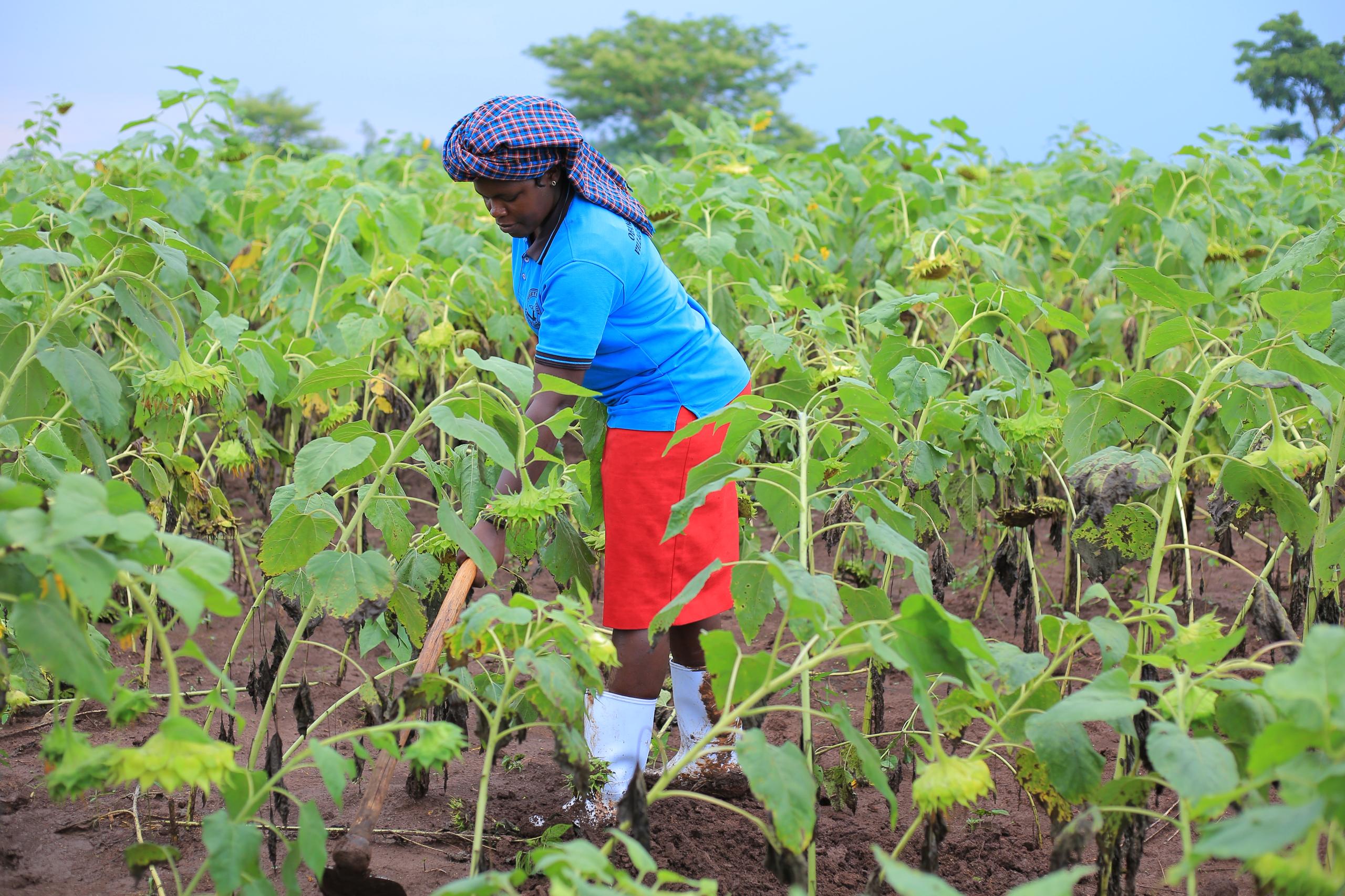 Kiryandongo refugee settlement - work on the farm